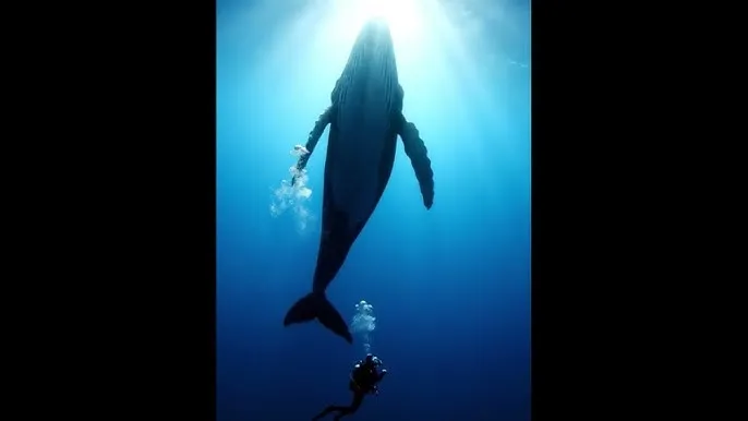 妈妈的朋友5线放 - 深蓝星球：探索海洋深处的未知世界
